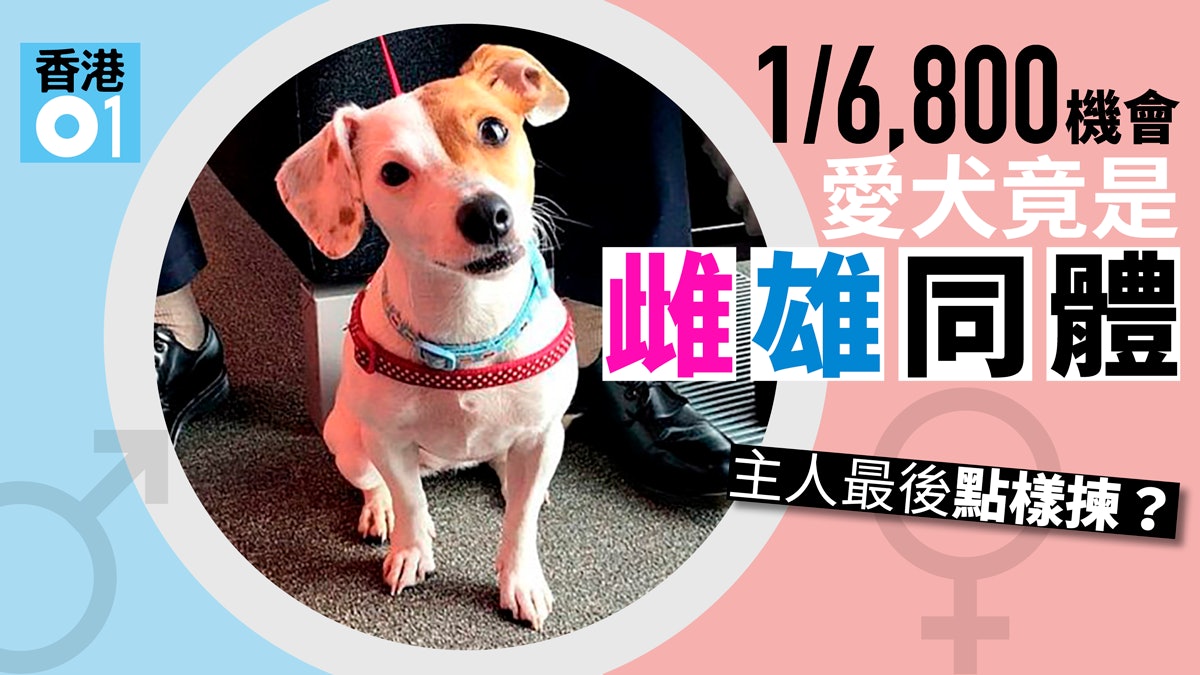 【雙性狗】一歲愛犬行為古怪 意外發現雌雄同體 主人如何抉擇? 【雙性狗】一歲愛犬行為古怪 意外發現雌雄同體 主人如何抉擇?