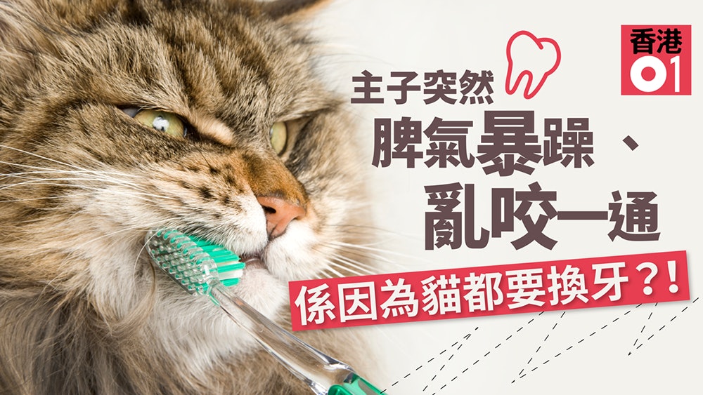 少主性格突變鍾意咬人 可能係你隻貓換緊牙? 奴才有乜要注意? 少主性格突變鍾意咬人 可能係你隻貓換緊牙? 奴才有乜要注意?