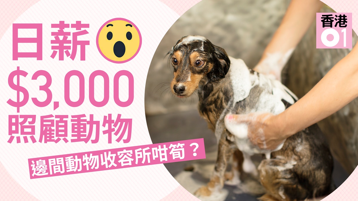 筍工 良心企業出3000元日薪搵人照顧收容所動物你做唔做
