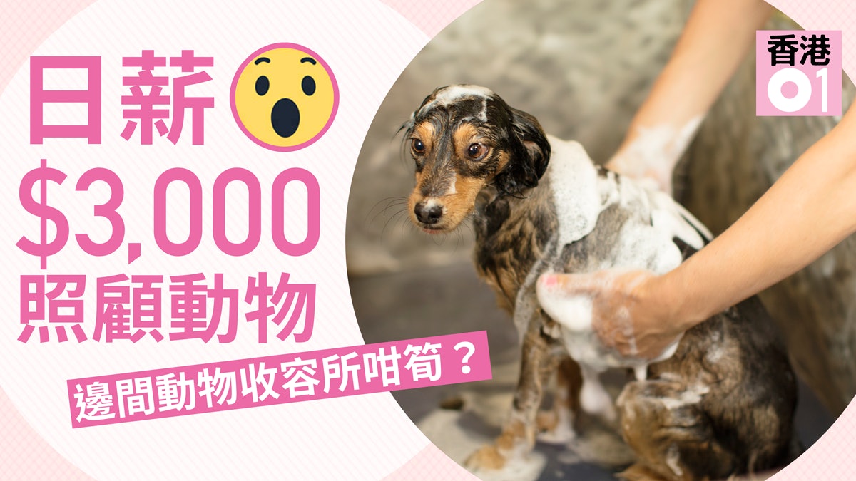 筍工 良心企業出3000元日薪搵人照顧收容所動物你做唔做 筍工 良心企業出3000元日薪搵人照顧收容所動物你做唔做