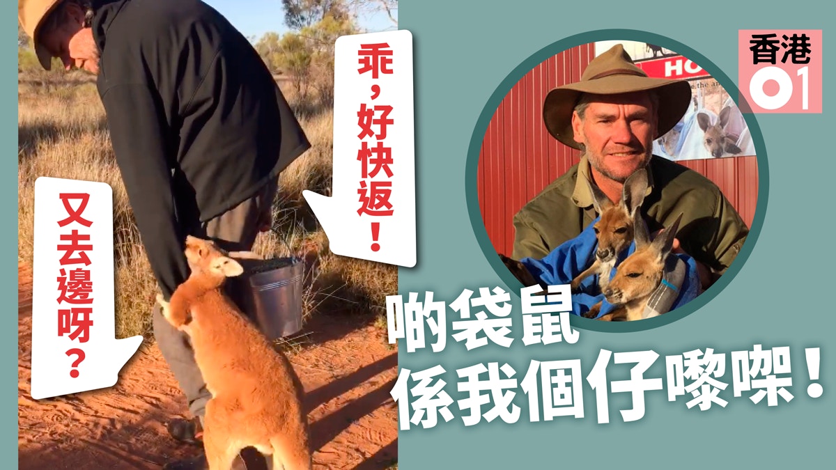 【洋蔥．有片】攬住義工隻腳　收容所袋鼠小孤兒：求你唔好走