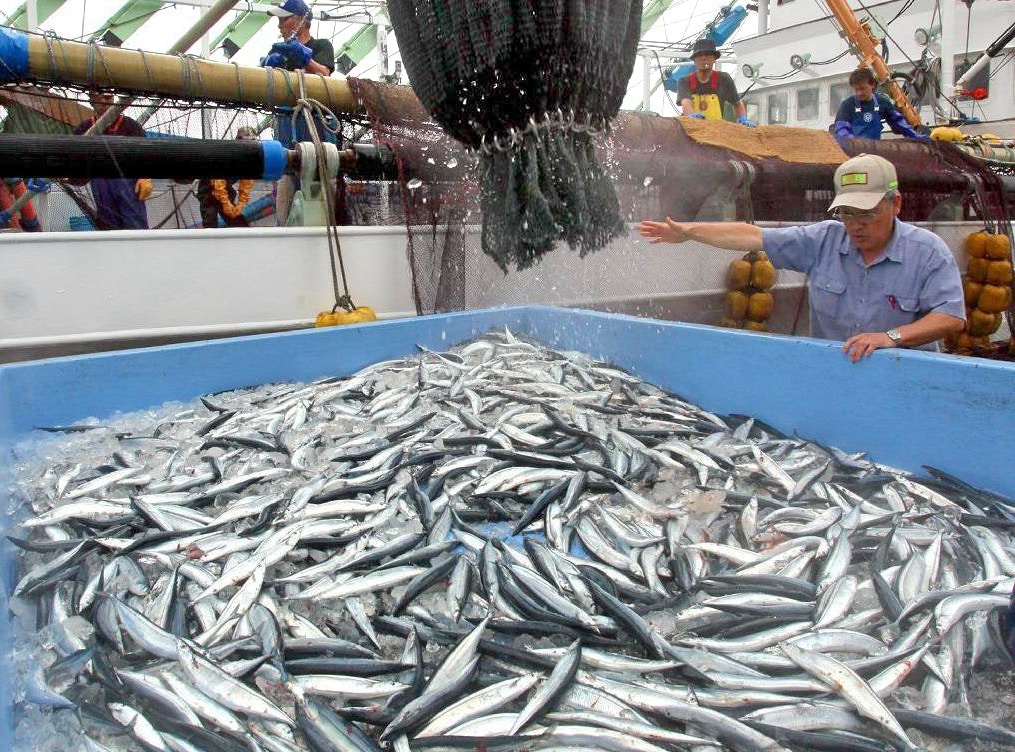 秋刀魚──秋味之王識食當然食刺身｜香港01｜開罐