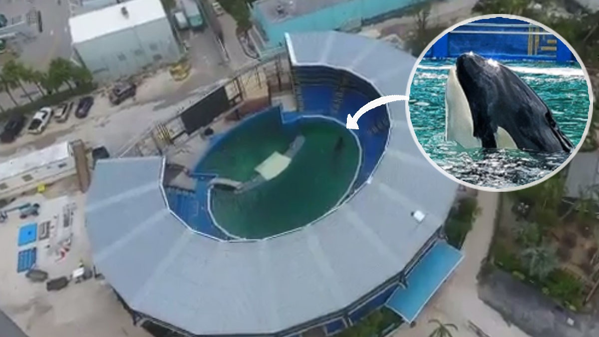 獨留殺人鯨在露天水池硬食颶風艾瑪邁阿密水族館被轟無人性