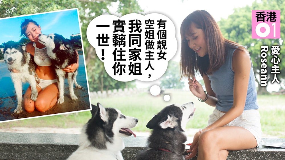 【多圖】曾遭黑心男護虐待 幸獲愛心空姐收養 雪橇犬康復兼團圓 【多圖】曾遭黑心男護虐待 幸獲愛心空姐收養 雪橇犬康復兼團圓