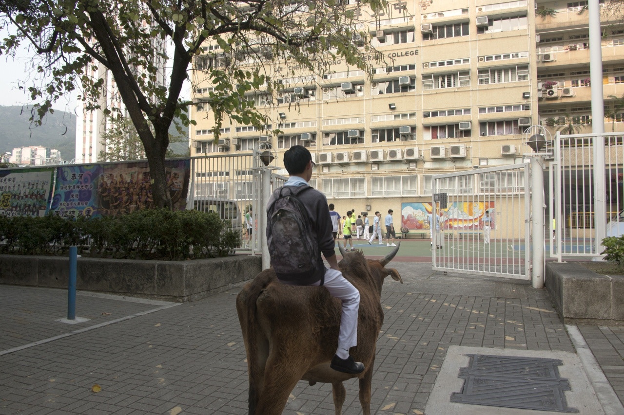 網上經常有傳屯門人會騎牛上學上班。（中大新聞與傳播學院四年級生黎素婷《平行時空的屯門》）