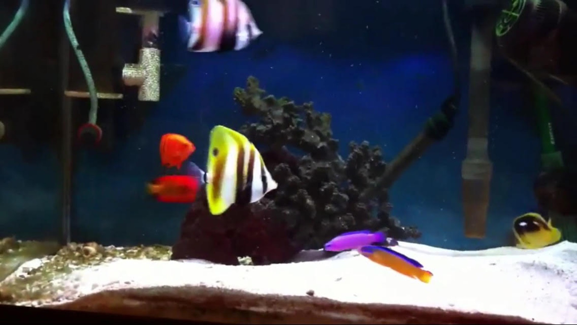 圖為筆者飼養多年的海水魚,只要管理得宜,簡單的設備也可以飼養得十分之穩定。 圖為筆者飼養多年的海水魚,只要管理得宜,簡單的設備也可以飼養得十分之穩定。