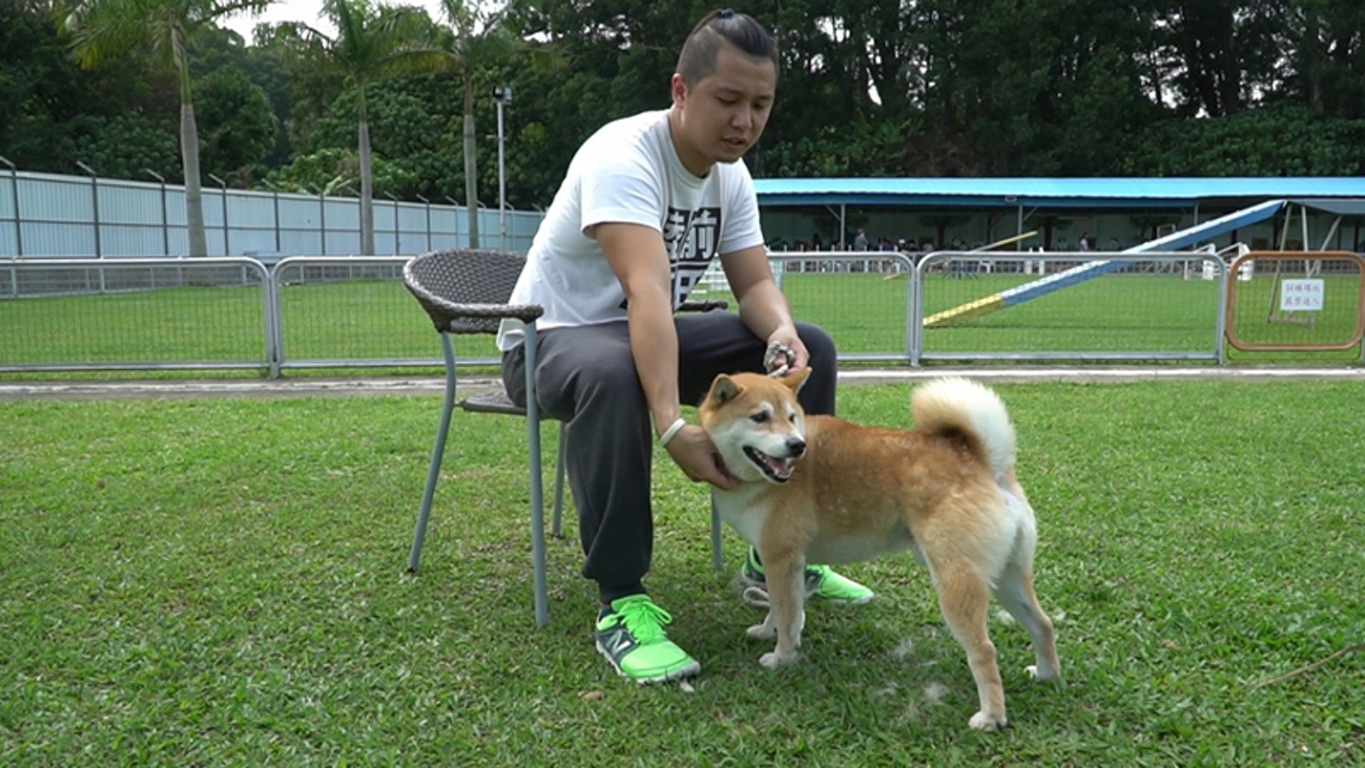 分辨秋田犬和柴犬的3種方法日本傻氣孖寶點樣分 分辨秋田犬和柴犬的3種方法日本傻氣孖寶點樣分