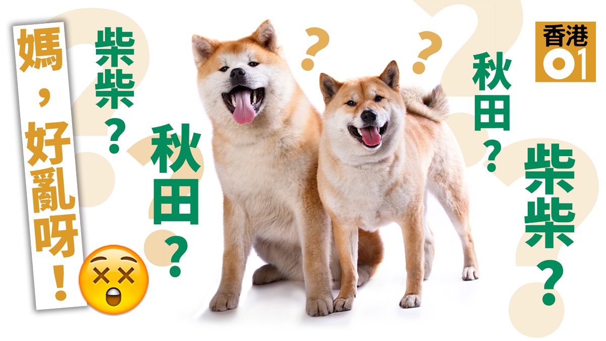 分辨秋田犬和柴犬的3種方法日本傻氣孖寶點樣分