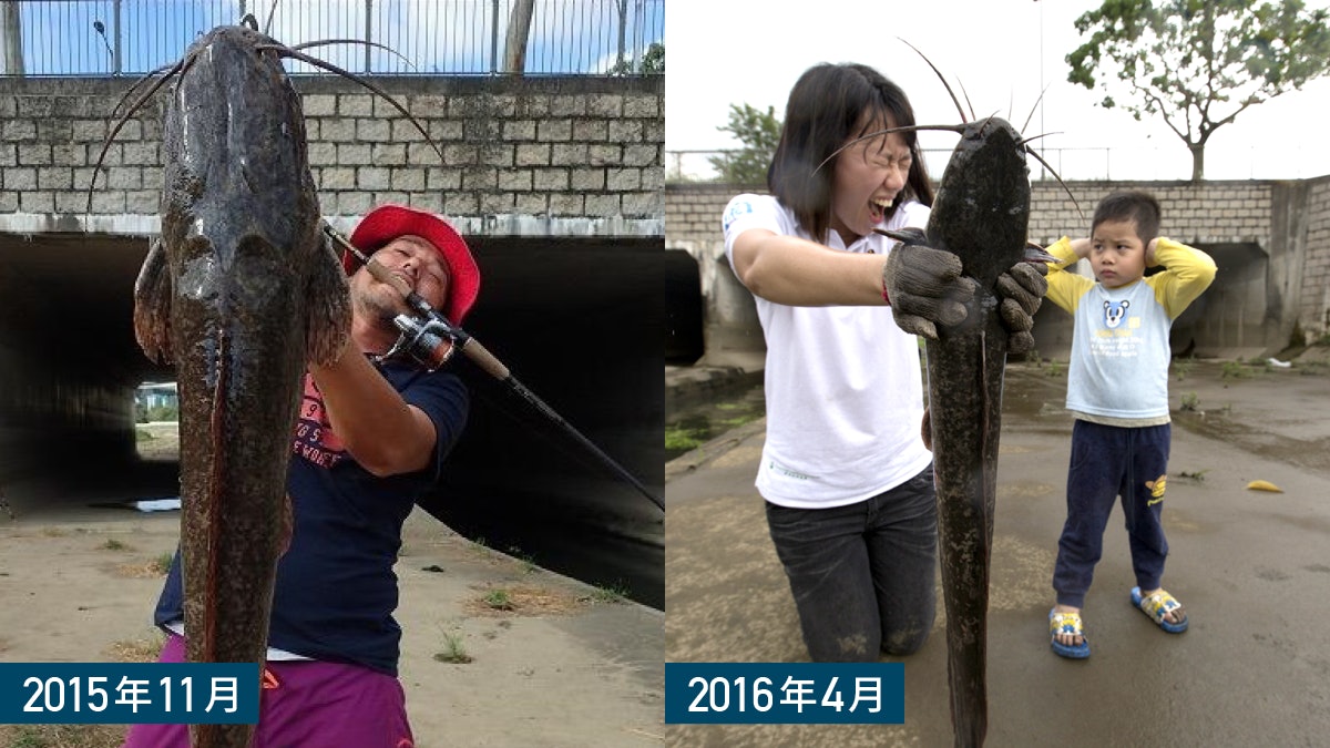 【塘虱風暴】日男錦田河釣巨型塘虱嘆污染超想像 記者釣魚全手疹 【塘虱風暴】日男錦田河釣巨型塘虱嘆污染超想像 記者釣魚全手疹