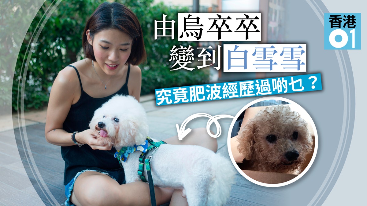 【有洋葱】被困8年 聲帶被割、藏心絲蟲 肥波如何逃離養殖場? 【有洋葱】被困8年 聲帶被割、藏心絲蟲 肥波如何逃離養殖場?