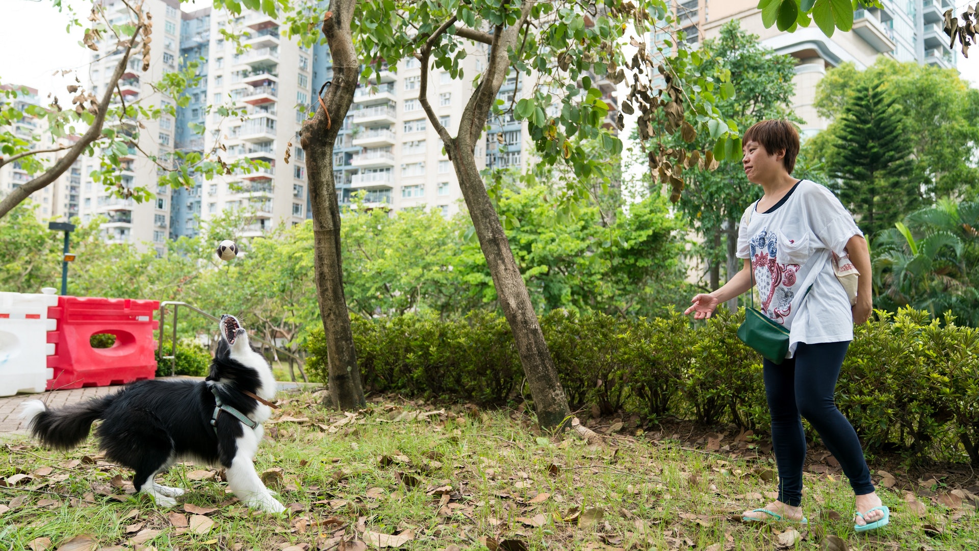 美孚街坊與官員合作 實驗人寵共融公園 狗狗終可在草地喪跑? 美孚街坊與官員合作 實驗人寵共融公園 狗狗終可在草地喪跑?