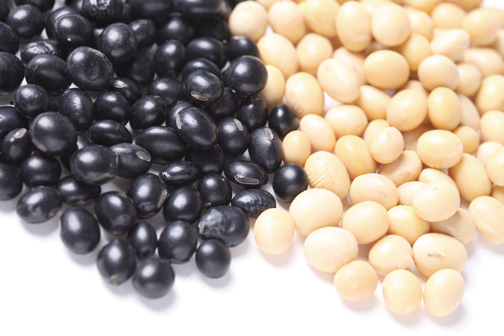 黑豆和黃豆的營養大同小異,不過黑豆含有更多花青素。(視覺中國)