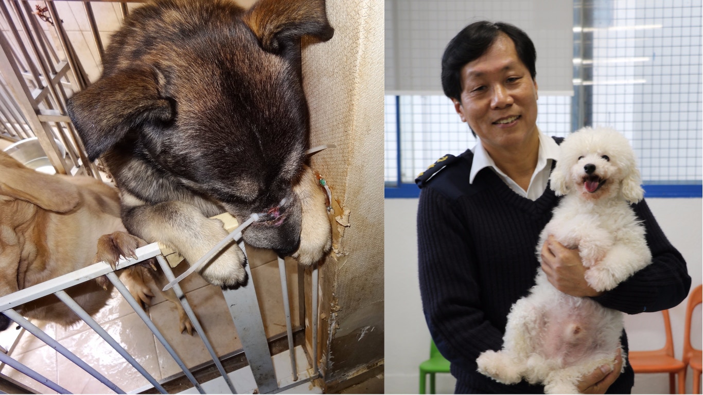 動物受虐應否舉報 愛協籲多舉報督察 證據放上網反增風險 香港01 寵物