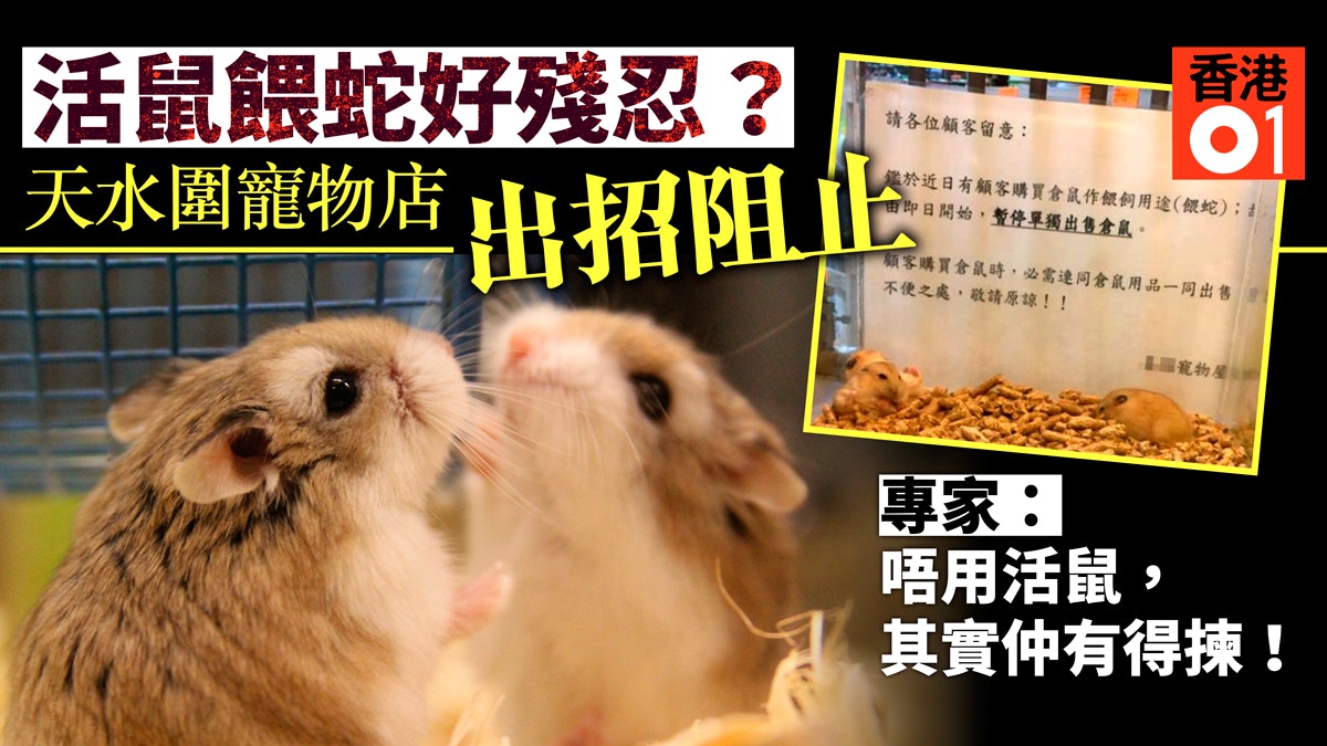 活鼠餵蛇 不忍倉鼠變食糧天水圍寵物店出招遏止網民批偽善 香港01 寵物 活鼠餵蛇 不忍倉鼠變食糧天水圍寵物店出招遏止網民批偽善 香港01 寵物