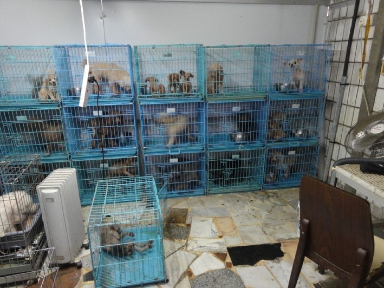 愛協表示,過去揭發無良繁殖狗場個案,都是市民舉報或繁殖場內員工報料。(愛協提供) 愛協表示,過去揭發無良繁殖狗場個案,都是市民舉報或繁殖場內員工報料。(愛協提供)