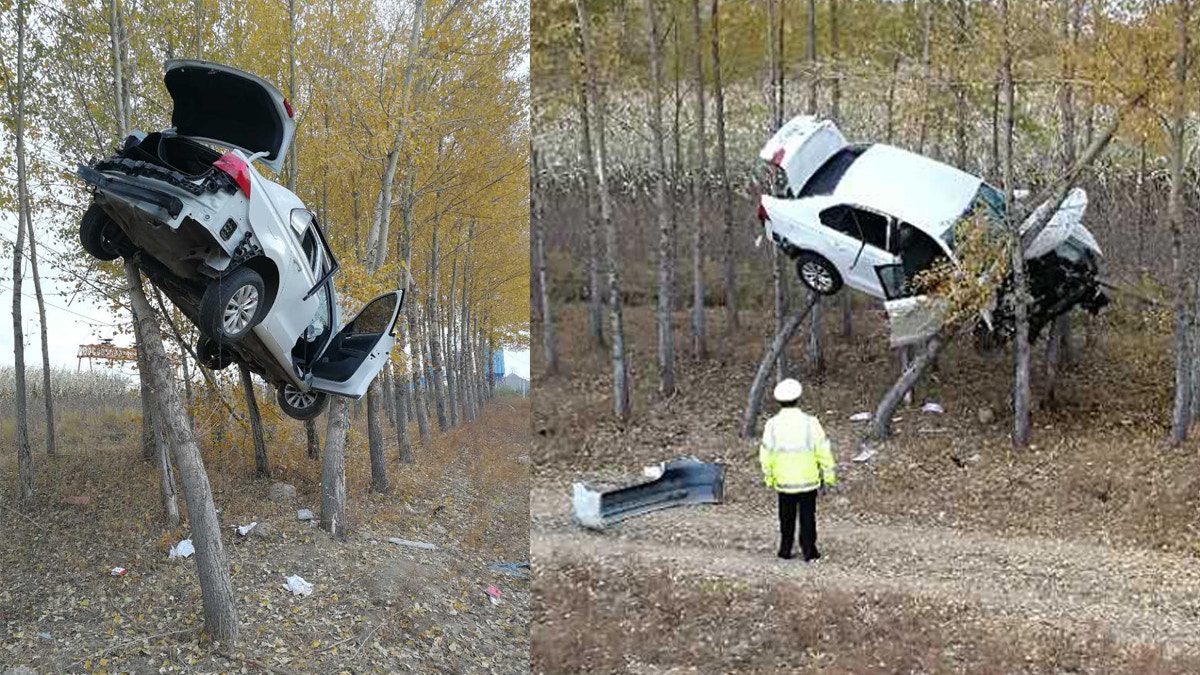 真 飛車 黑龍江私家車離奇卡樹上網民 是起飛沒有成功嗎