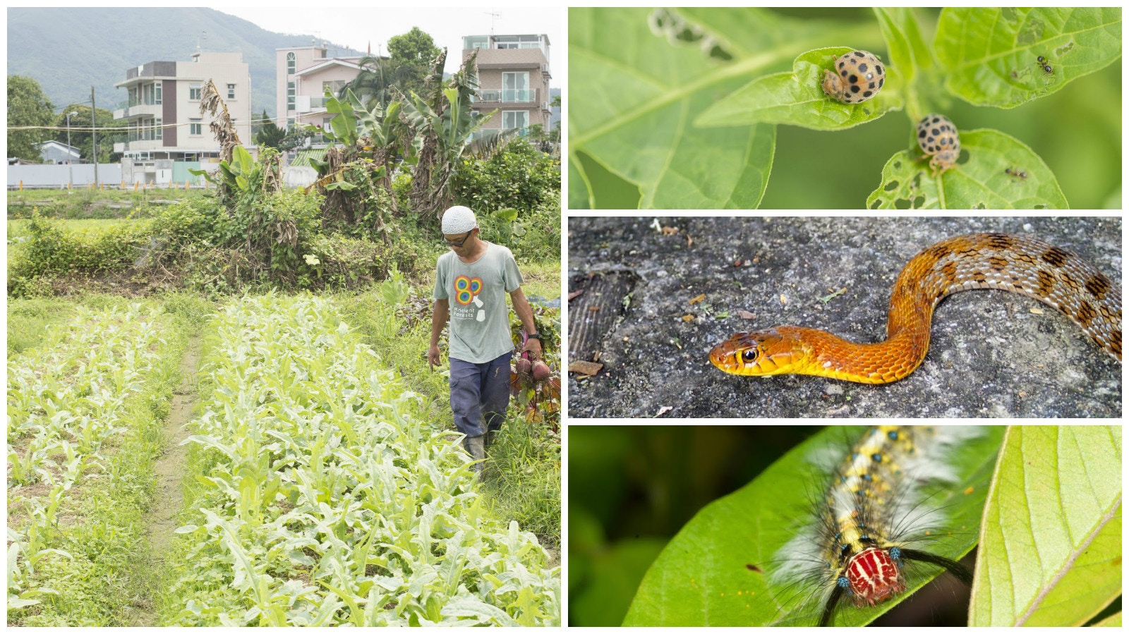 香港生態友善耕種　體現生物多樣性