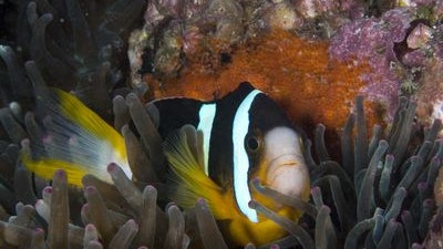 【圖輯】香港海洋生物物種富可敵國 仲有小丑森林同港產Nemo 【圖輯】香港海洋生物物種富可敵國 仲有小丑森林同港產Nemo