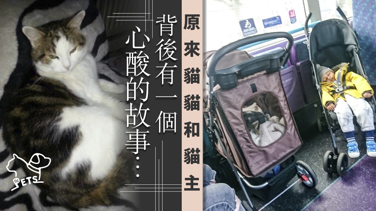 患重病貓咪搭巴士 遭乘客投訴佔用BB車位 車長如何霸氣回覆? 患重病貓咪搭巴士 遭乘客投訴佔用BB車位 車長如何霸氣回覆?