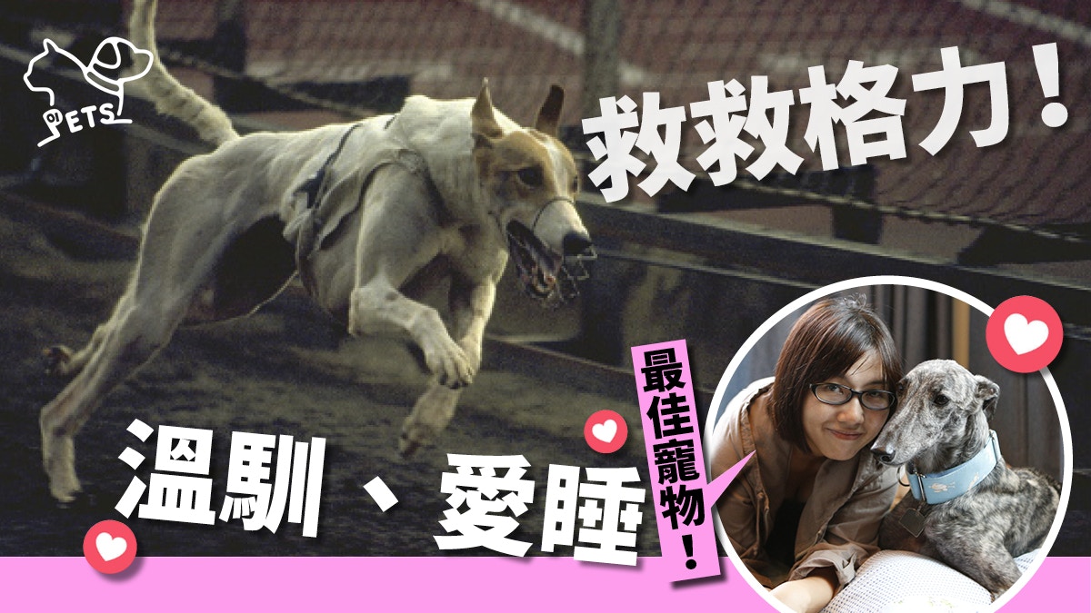 澳門逸園明年遷離　650賽犬大限將至　澳門愛協：要盡快公開認養