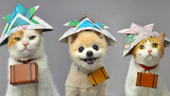 日本明星狗俊介 日本5大治癒系動物廣告明星淚別俊介 香港01 開罐