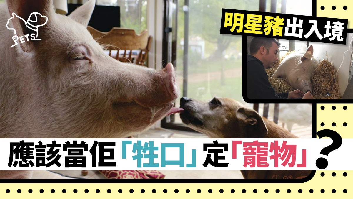 【Esther豬】加拿大明星豬「保外就醫」 網民聯署要求返國免隔離 【Esther豬】加拿大明星豬「保外就醫」 網民聯署要求返國免隔離