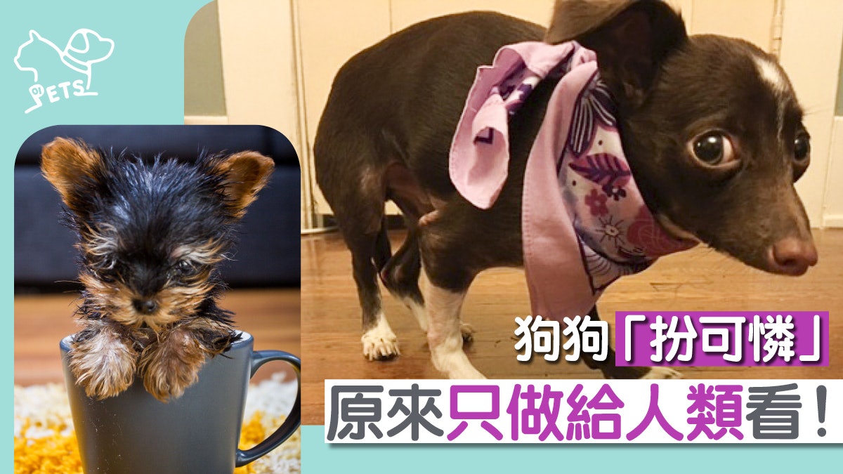 【騙徒手法】狗狗樣子楚楚可憐 眼濕濕的原因是…… 【騙徒手法】狗狗樣子楚楚可憐 眼濕濕的原因是……
