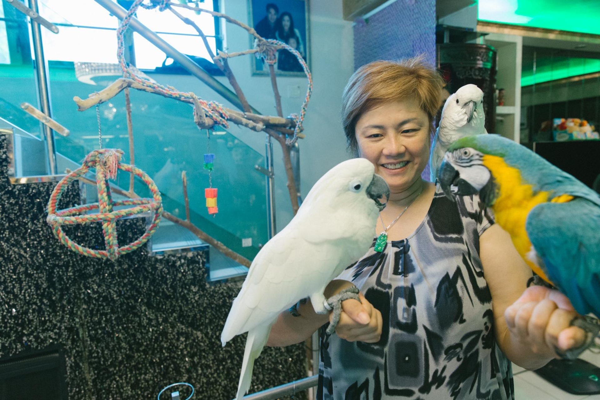 為鸚鵡戒壞習慣家中建千呎樂園羅太 希望子孫可照顧牠們終老 為鸚鵡戒壞習慣家中建千呎樂園羅太 希望子孫可照顧牠們終老