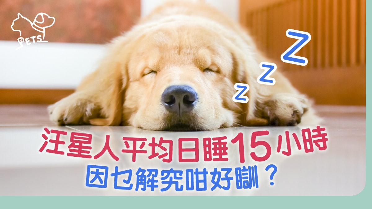 狗狗百科 長時間淺睡 夜晚周圍走 解構汪星人睡眠習性 香港01 寵物 狗狗百科 長時間淺睡 夜晚周圍走 解構汪星人睡眠習性 香港01 寵物