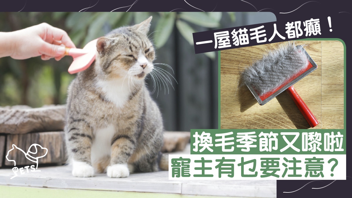 主子換毛喇 換毛季節殺到 唔想貓毛通屋飛要做好作戰準備 主子換毛喇 換毛季節殺到 唔想貓毛通屋飛要做好作戰準備