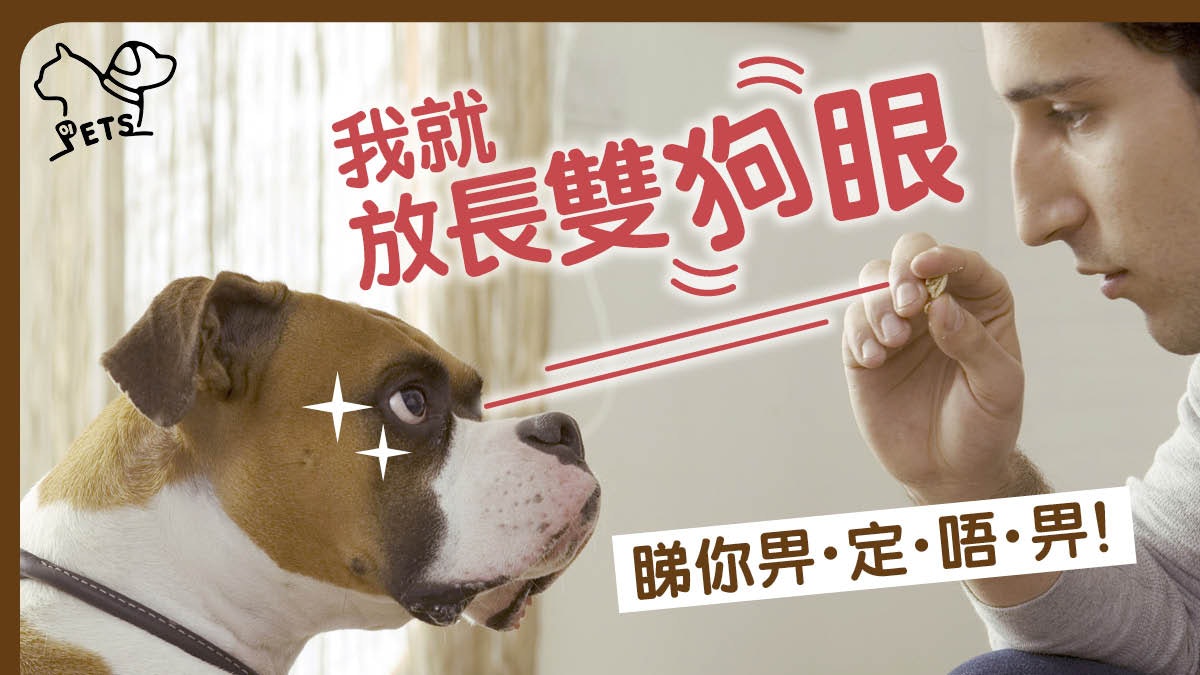 【方丈份人】人類大方定自私 狗狗一眼便看穿 而且仲會…… 【方丈份人】人類大方定自私 狗狗一眼便看穿 而且仲會……