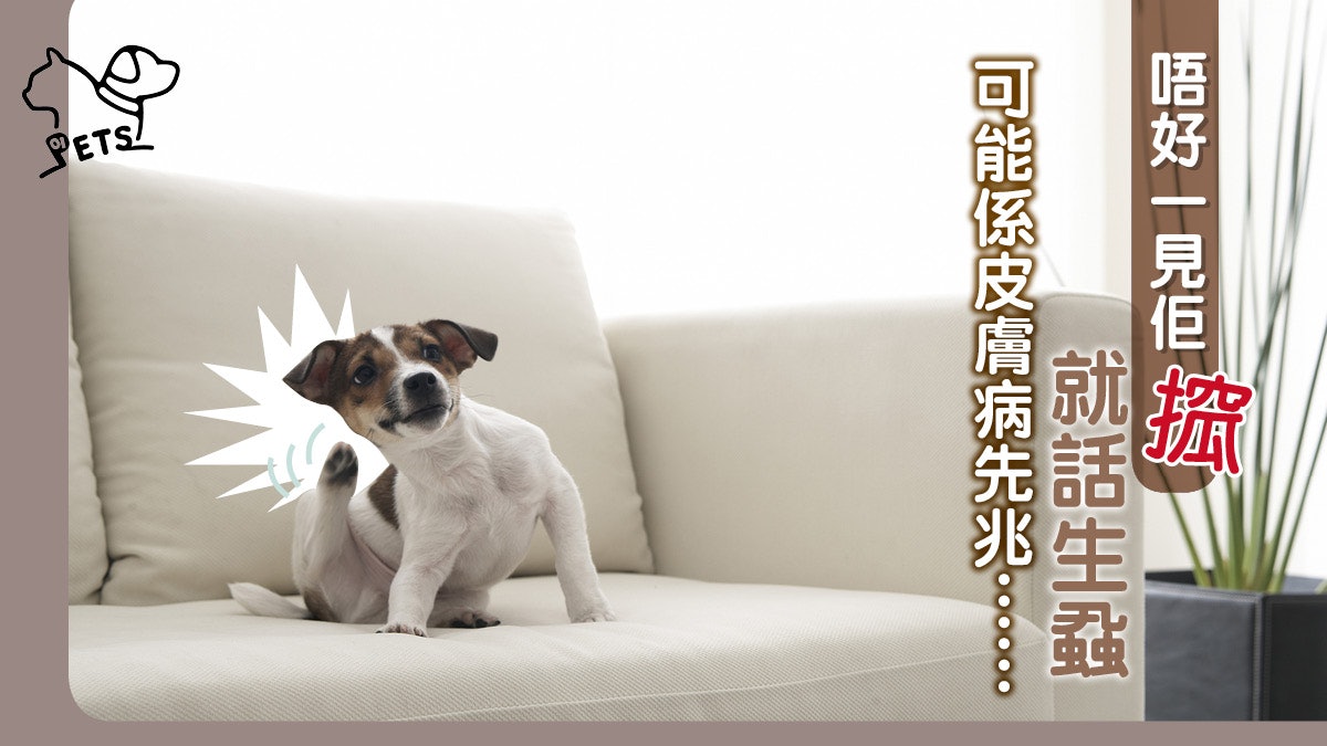【皮膚病警號】皮膚病可大可小 注意5大徵狀 帶狗狗及早就醫 【皮膚病警號】皮膚病可大可小 注意5大徵狀 帶狗狗及早就醫