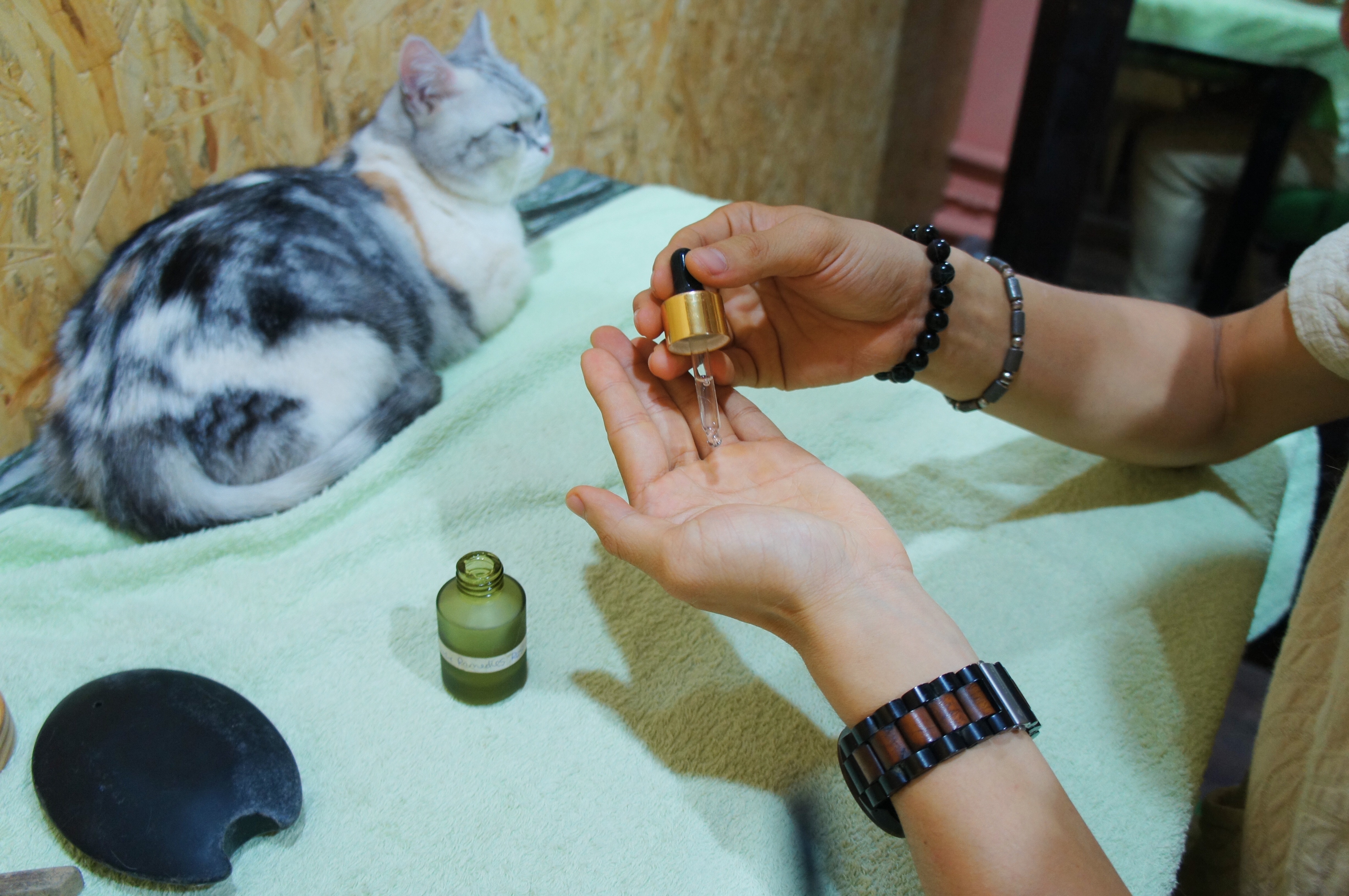 寵物按摩．有片】日掃100次貓貓膀胱經一次過強健心肝脾肺腎｜香港01｜寵物
