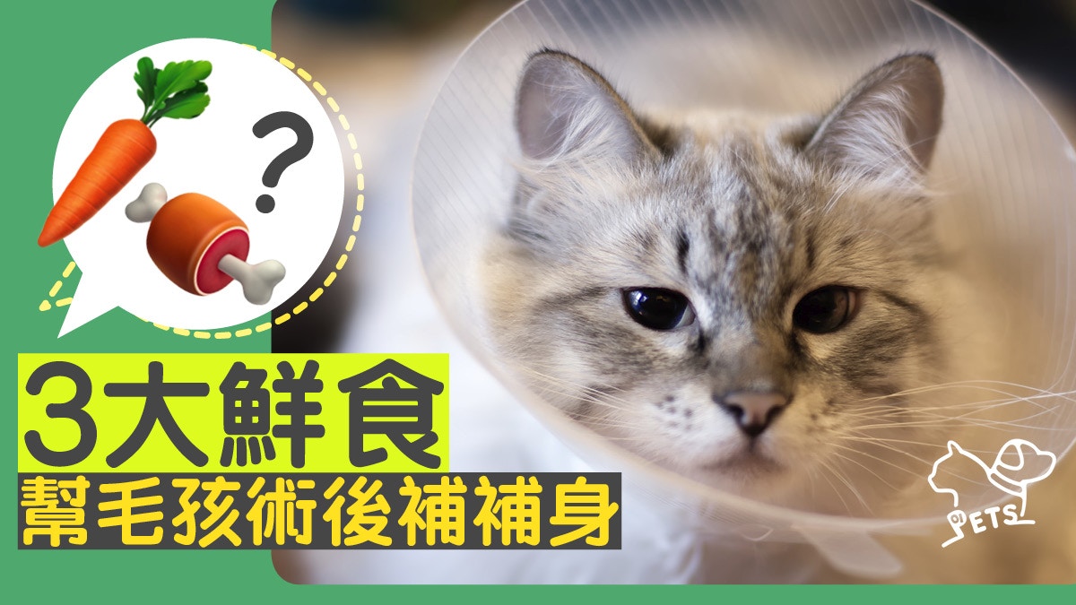 【術後復元】毛孩手術後要盡快復元　哪些鮮食是最佳補品？