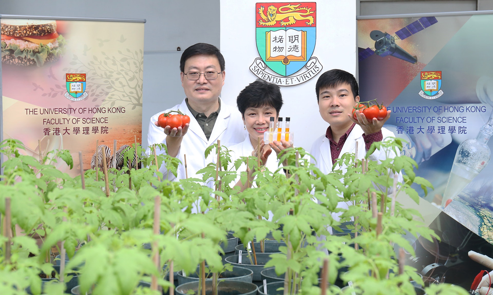 港大生物科學院教授蔡美蓮(中)率領研究團隊,成功透過遺傳工程提升番茄抗氧化功效。左為學院副教授王明福,右為博士廖攀。 港大生物科學院教授蔡美蓮(中)率領研究團隊,成功透過遺傳工程提升番茄抗氧化功效。左為學院副教授王明福,右為博士廖攀。