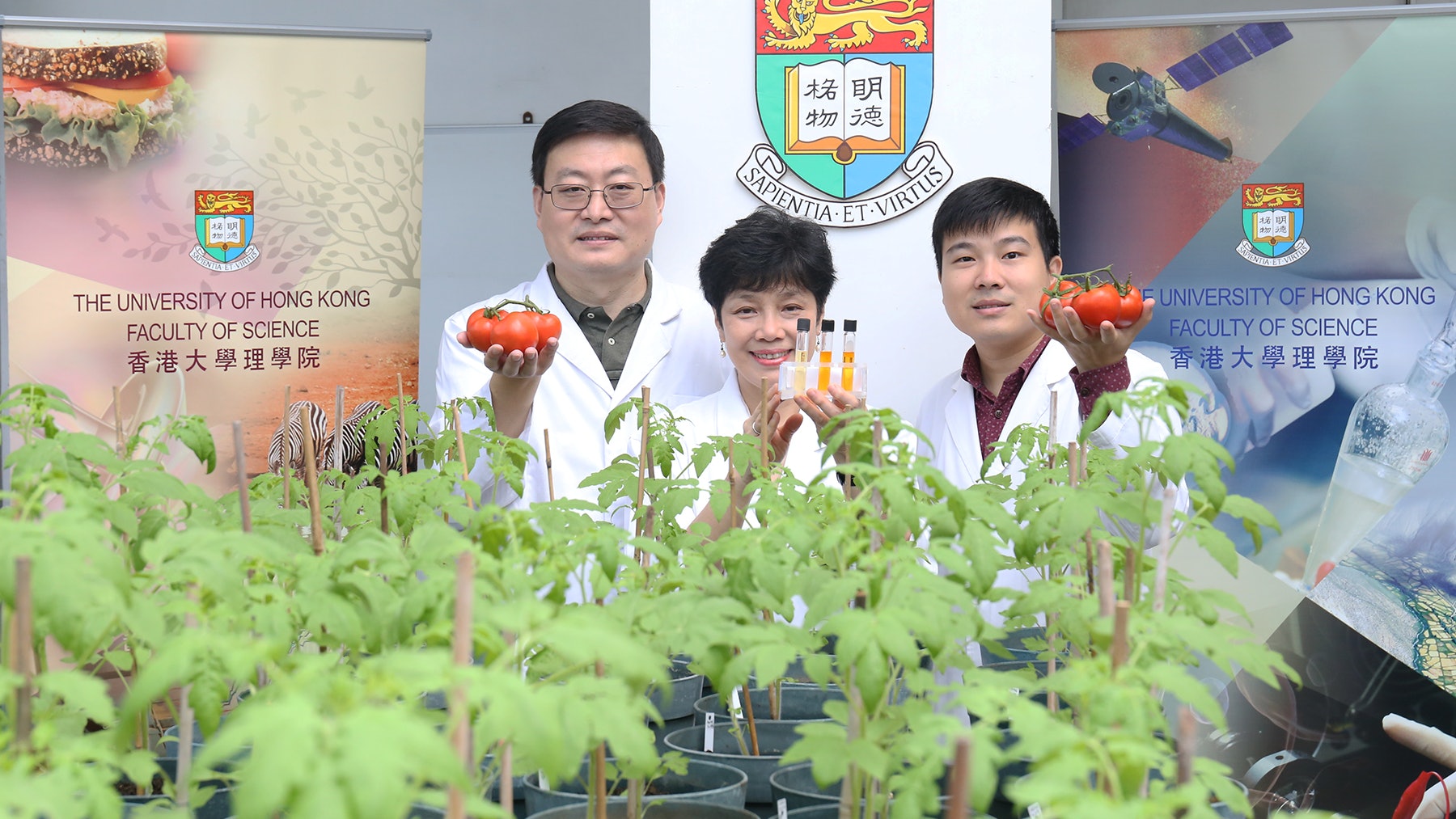 港大教授改造番茄基因 維他命E含量提升近5倍 抗氧化功能大增 港大教授改造番茄基因 維他命E含量提升近5倍 抗氧化功能大增