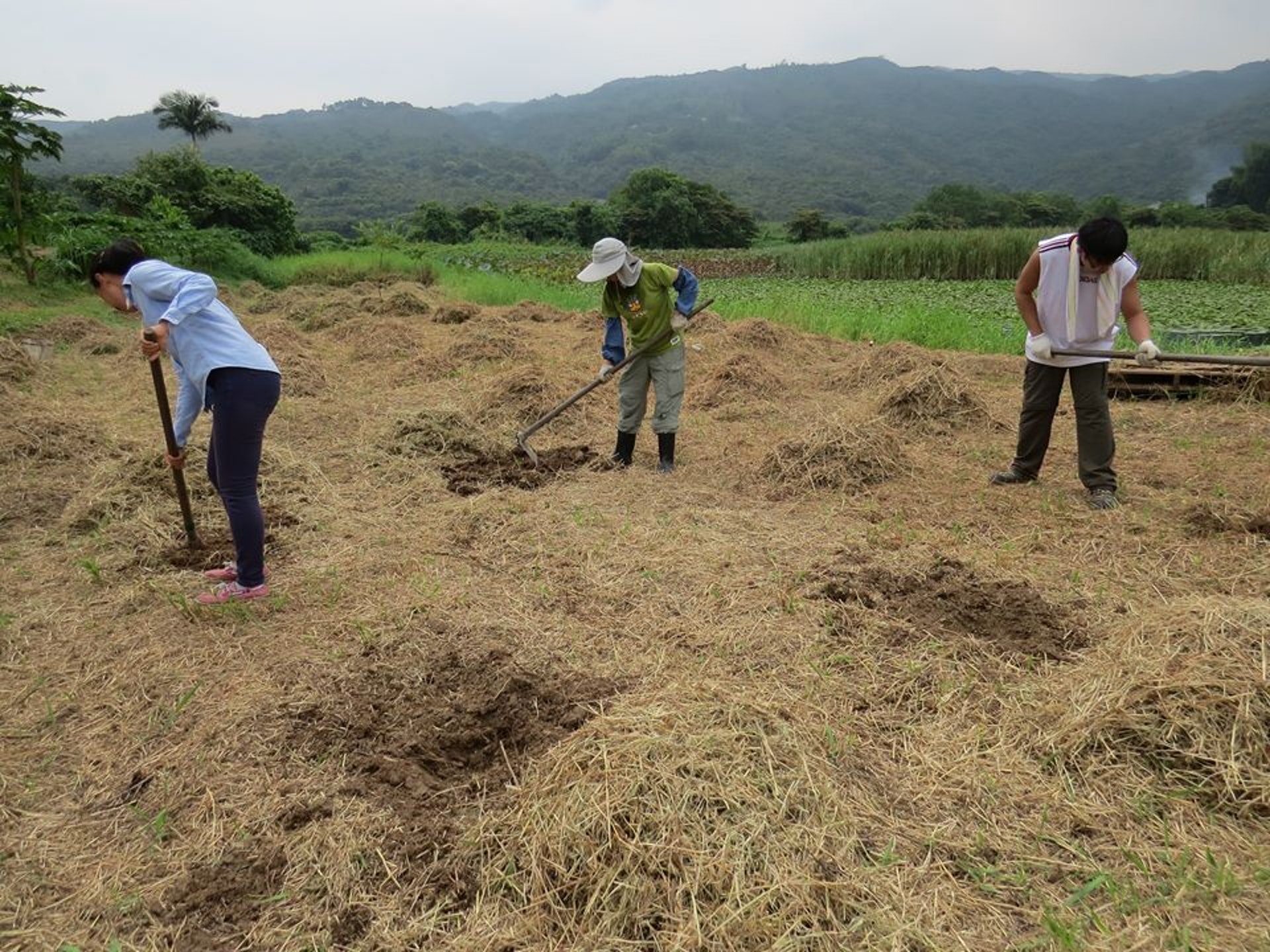 南涌種稻活動將於5月底展開,最忙碌的是前期培苗、插秧、除草等階段。(活耕建養地協會 - 南涌Facebook) 南涌種稻活動將於5月底展開,最忙碌的是前期培苗、插秧、除草等階段。(活耕建養地協會 - 南涌Facebook)