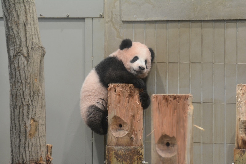 日本熊貓香香誕生150日萌爆爬上70cm木頭12月正式與公眾見面