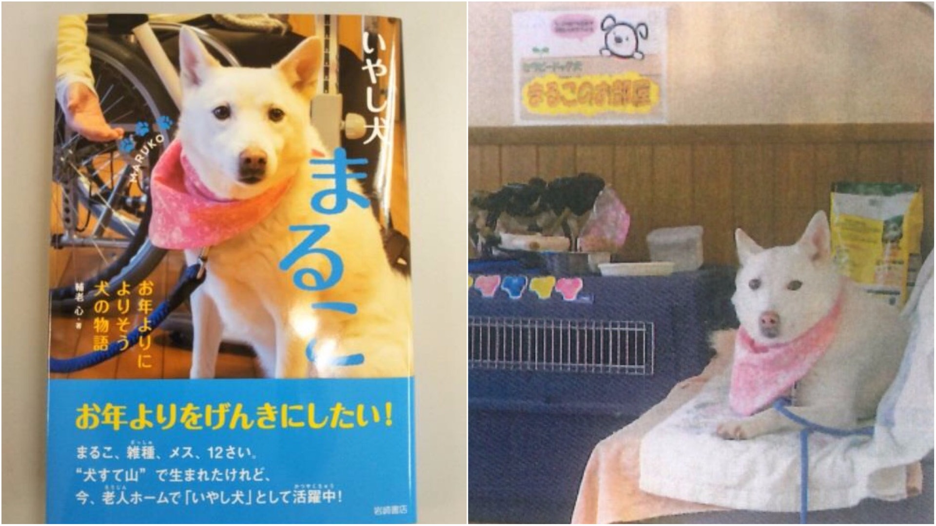 【動物故事.來稿】在日本老人院上班的「輔助犬Maruko」 【動物故事.來稿】在日本老人院上班的「輔助犬Maruko」