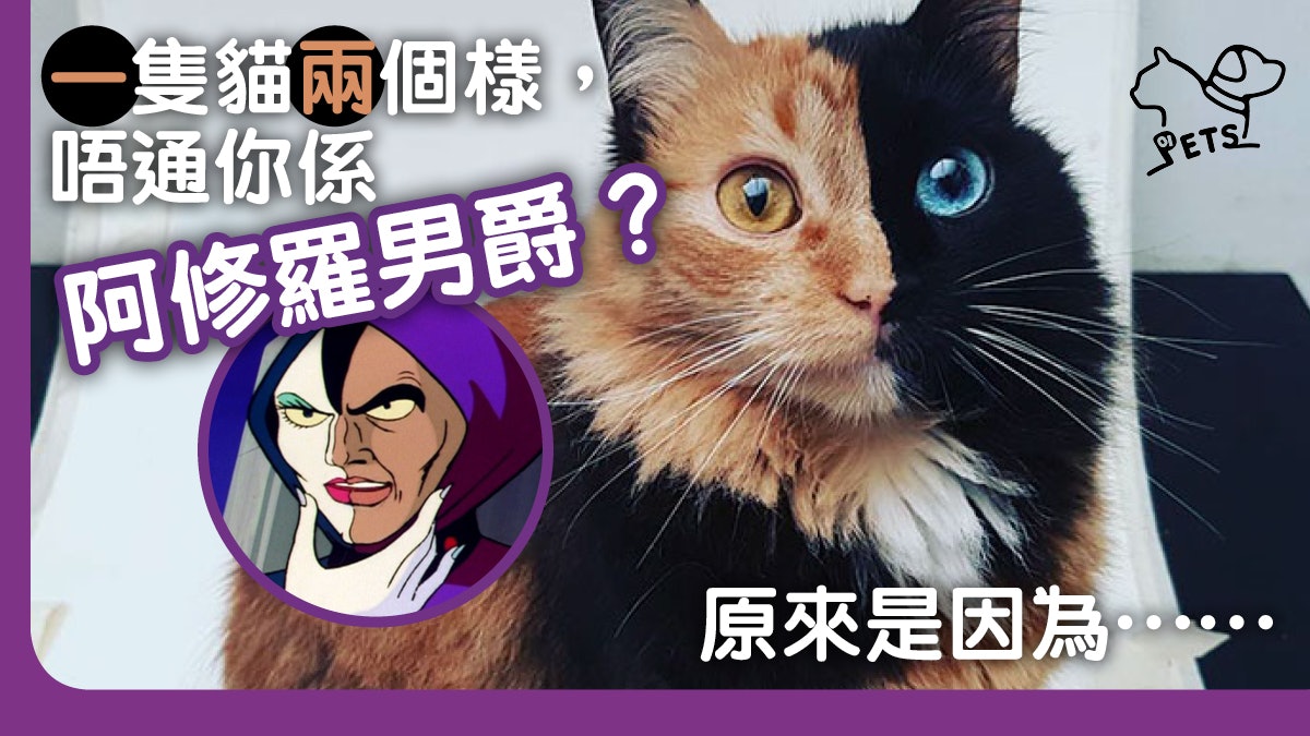 阿修羅男爵 貓咪面色似鍾無艷究竟牠有幾多隻貓的基因 香港01 寵物 阿修羅男爵 貓咪面色似鍾無艷究竟牠有幾多隻貓的基因 香港01 寵物