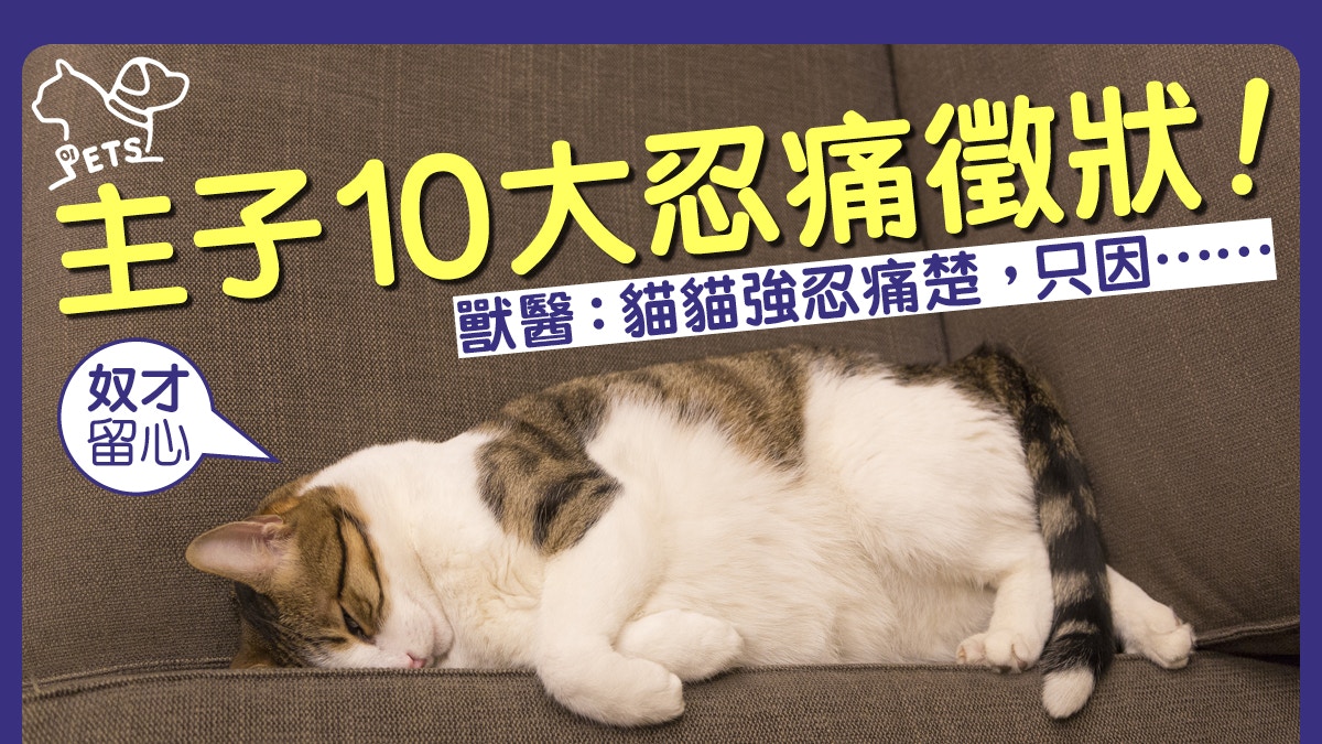 寵主注意 貓貓10大忍痛特徵掉以輕心隨時錯失最佳治療時機 香港01 寵物