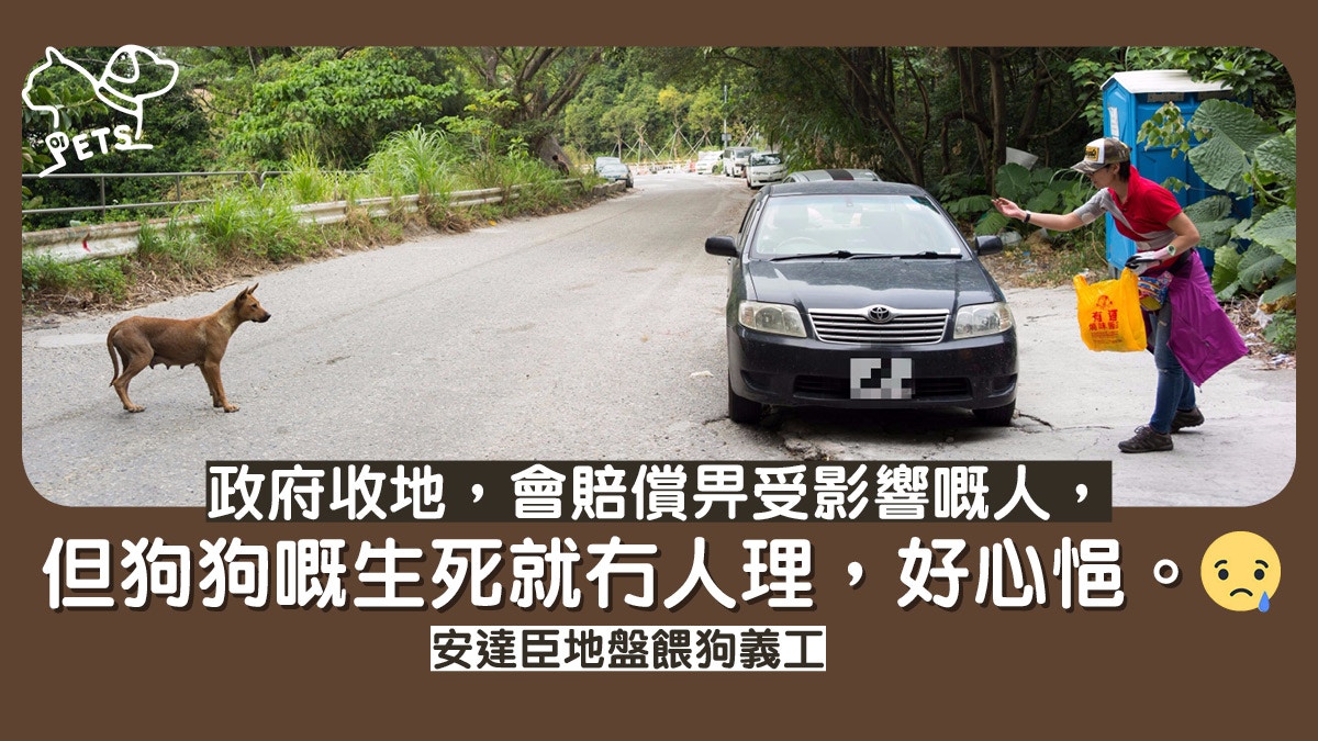 【安達臣流浪狗】義工餵狗兩年　獲地盤狗信任　被捉入籠也不掙扎
