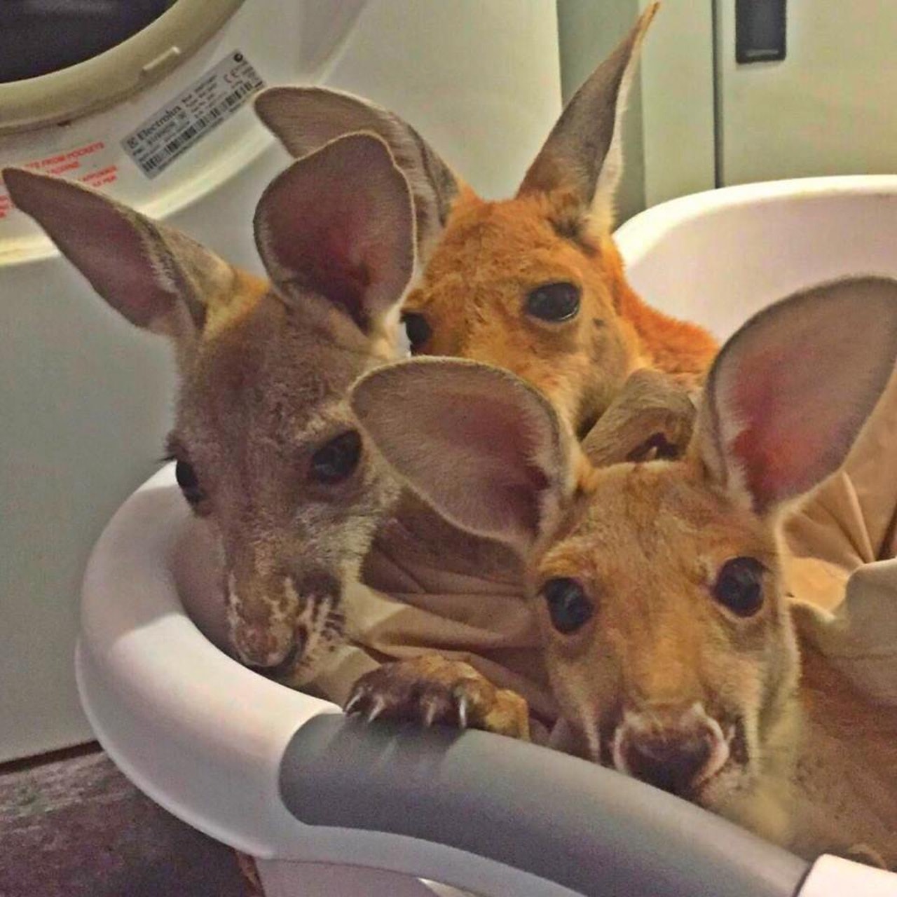 袋鼠救援中心內的袋鼠BB,全都是孤兒。(The Kangaroo Sanctuary Alice Springs) 袋鼠救援中心內的袋鼠BB,全都是孤兒。(The Kangaroo Sanctuary Alice Springs)