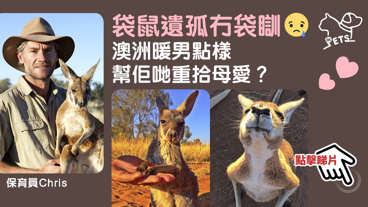 【有片.極治癒】澳洲暖男發揮創意 「打包」為袋鼠孤兒送上母愛 【有片.極治癒】澳洲暖男發揮創意 「打包」為袋鼠孤兒送上母愛