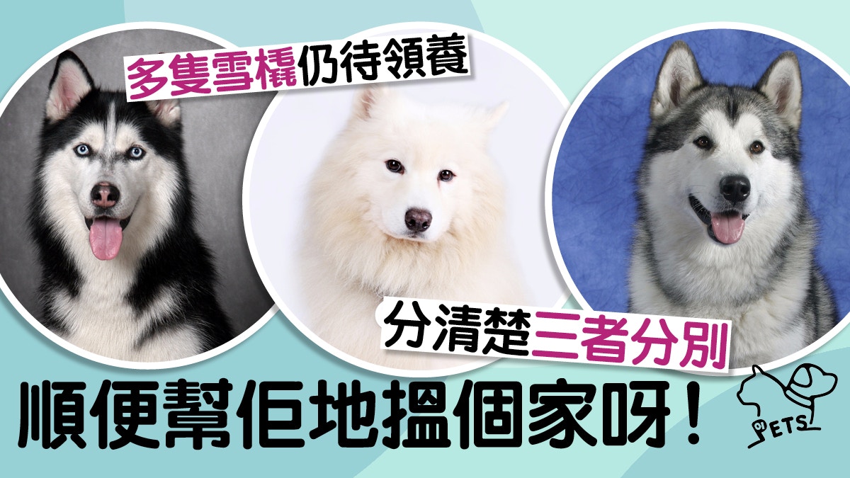 想養雪橇犬 三個常見品種要認識外形性格怎分辨