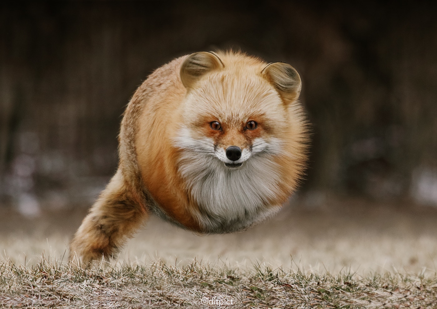 得意動物圖】印尼攝影師創「球體動物」 抵死吹脹改圖極級可愛