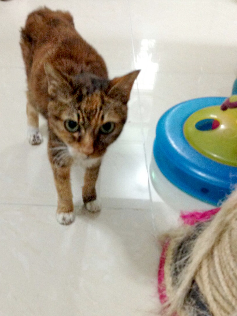 小編分享】貓咪病重應讓牠解脫還是陪到最後？ 安樂死的掙扎｜香港01｜寵物