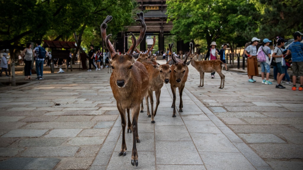 日本奈良公園14隻鹿死亡其中9隻胃內塞滿塑膠袋 香港01 即時國際