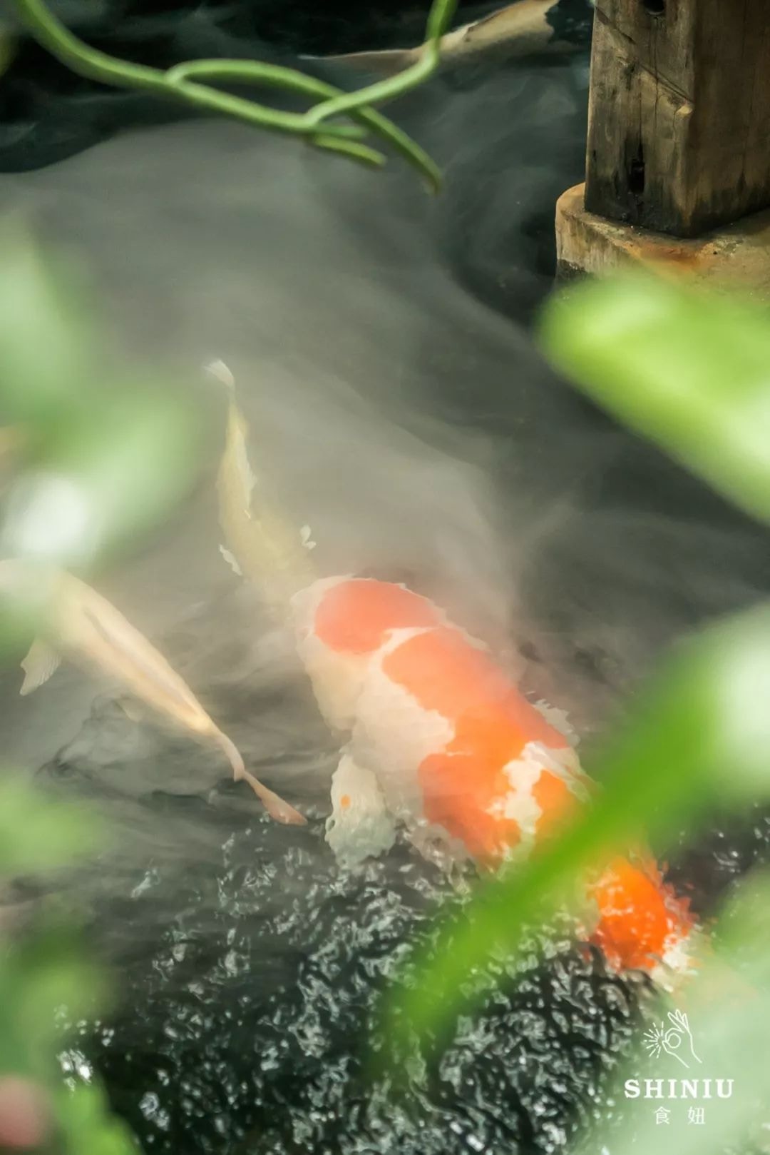 （食妞授权使用）