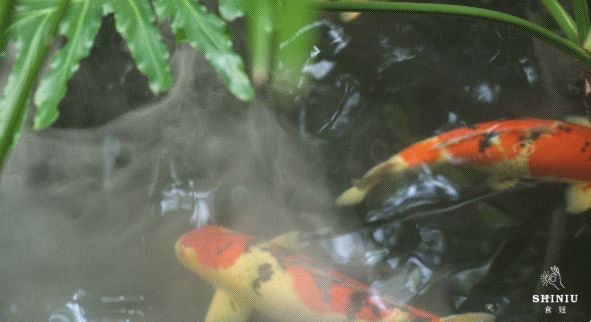 （食妞授权使用）